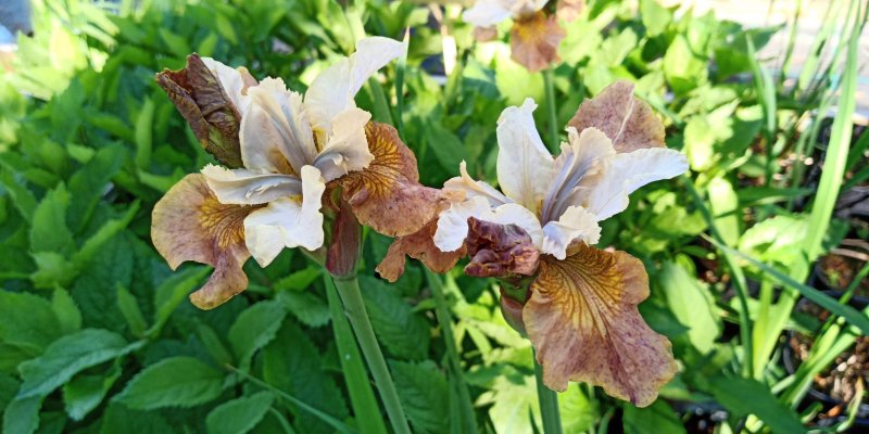 Iris sibirica Peacock Butterfly®'Jerry Murphy' Siberi iiris